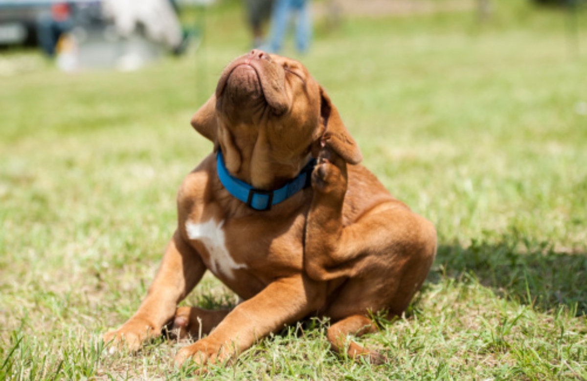 Il prurito nel cane 