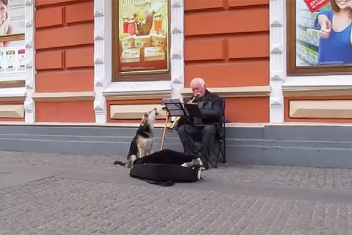 (VIDEO) Il randagio si siede vicino al musicista di strada ed ecco cosa inizia a fare