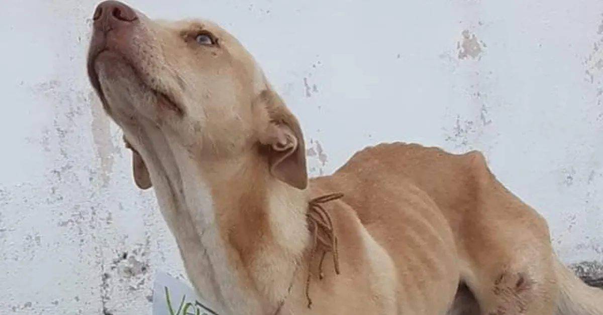Morto il cane randagio che vendeva dolci per pagarsi le cure