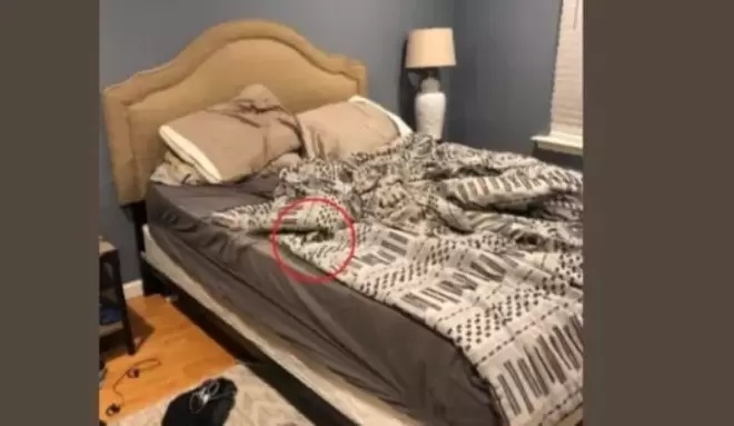 Cane nel letto 
