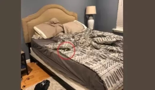 Cane nel letto