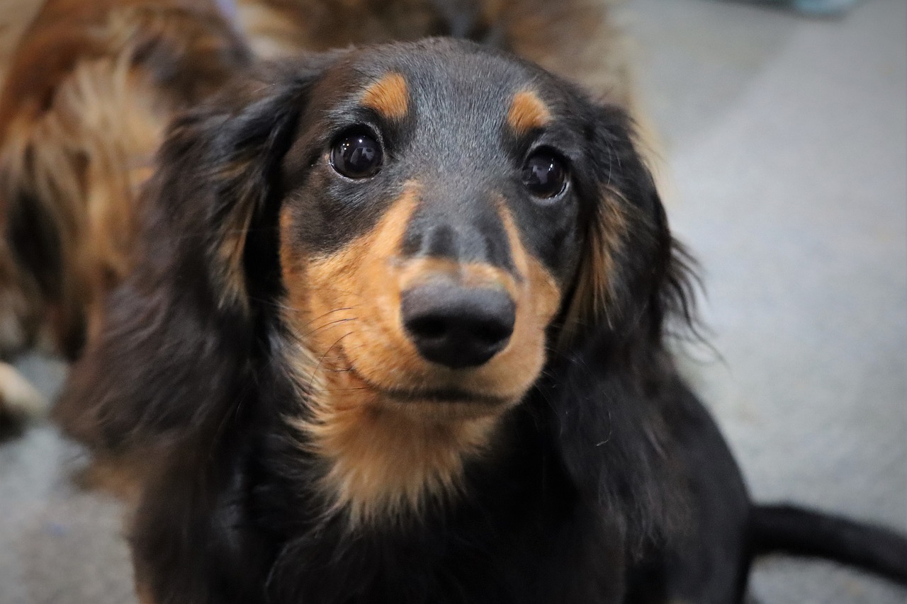 Riesci a trovare il cane