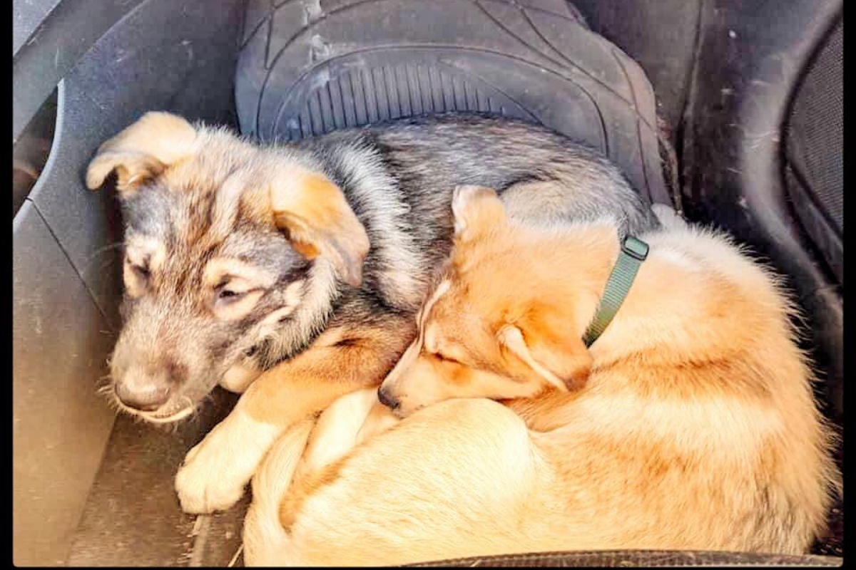 Coppia adotta un cane, ma pochi minuti dopo i due tornano nel rifugio: ecco il motivo