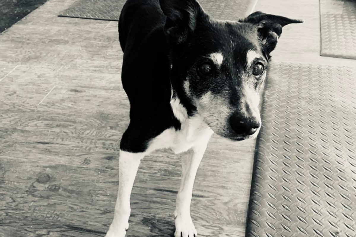 La donna è riuscita a riabbracciare il suo cane Rocky, ma ha anche scoperto che aveva poco tempo