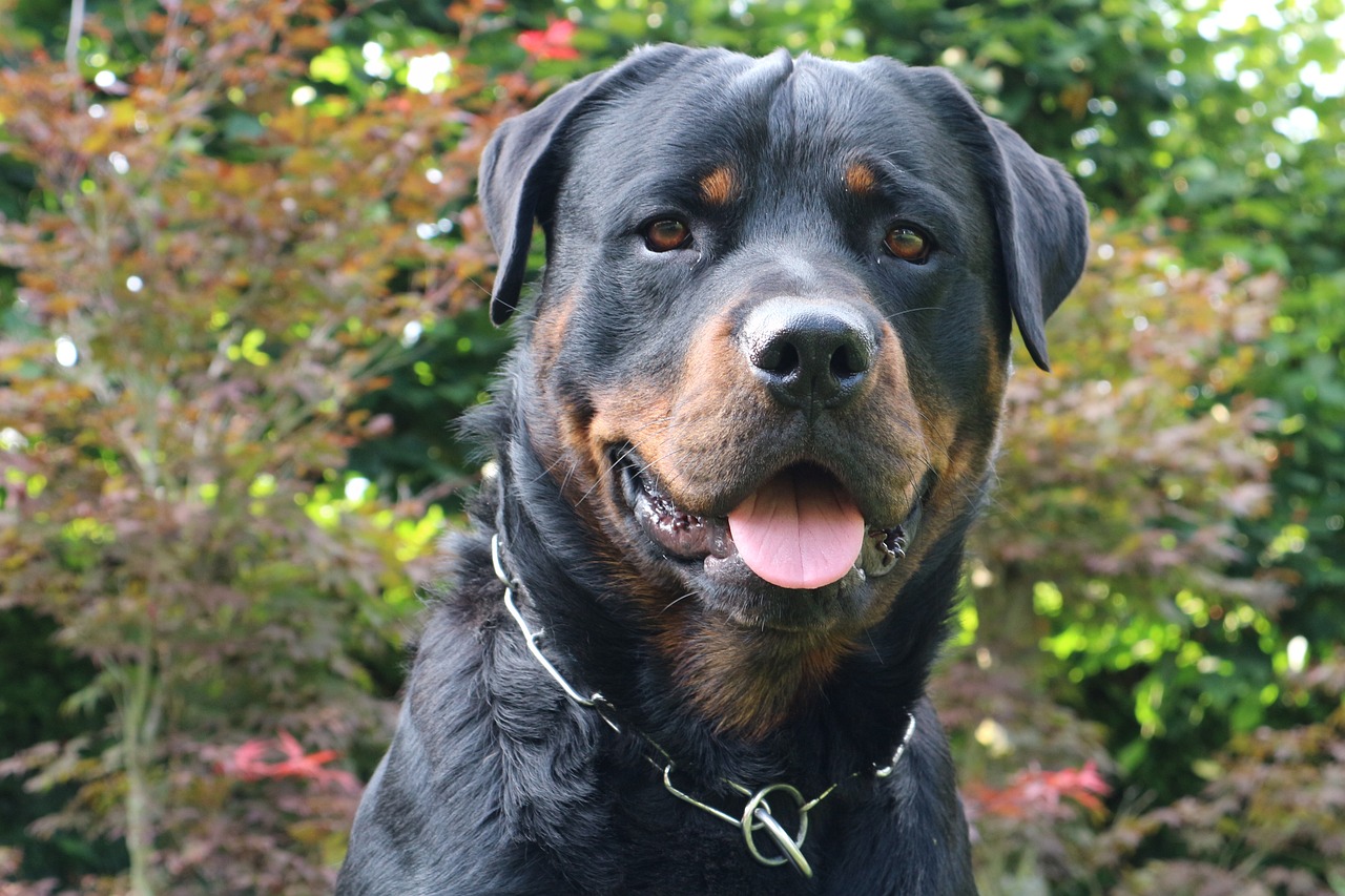 Rottweiler salta come una gazzella, video virale su TikTok