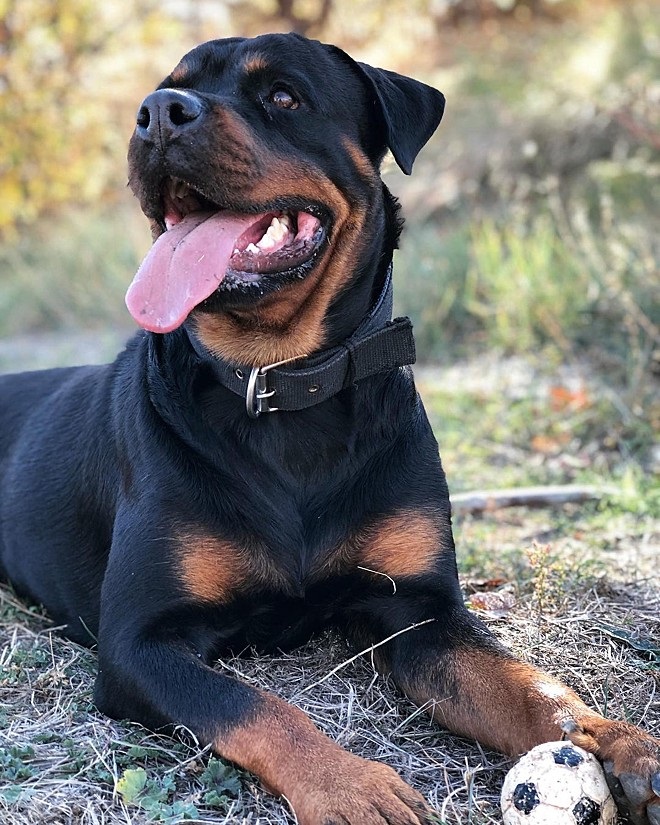 Cane che saltella