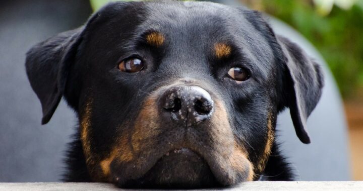 Donna incredula riprende con il cellulare quello che stava facendo il suo cucciolo di rottweiler sul trampolino (VIDEO)
