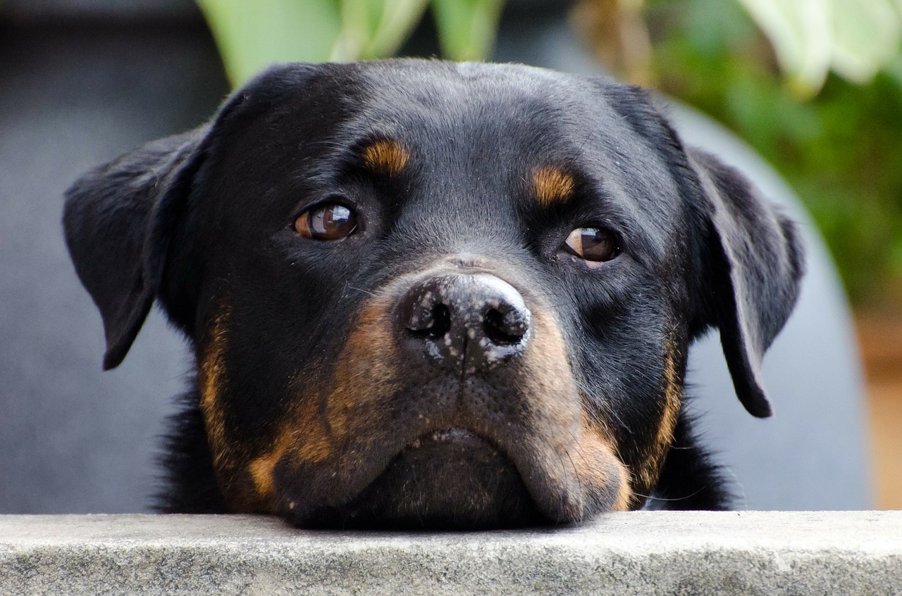 Rottweiler sul trampolino