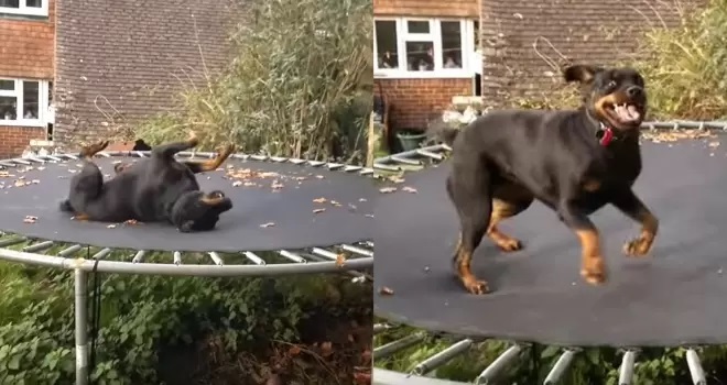 Cane si diverte a giocare