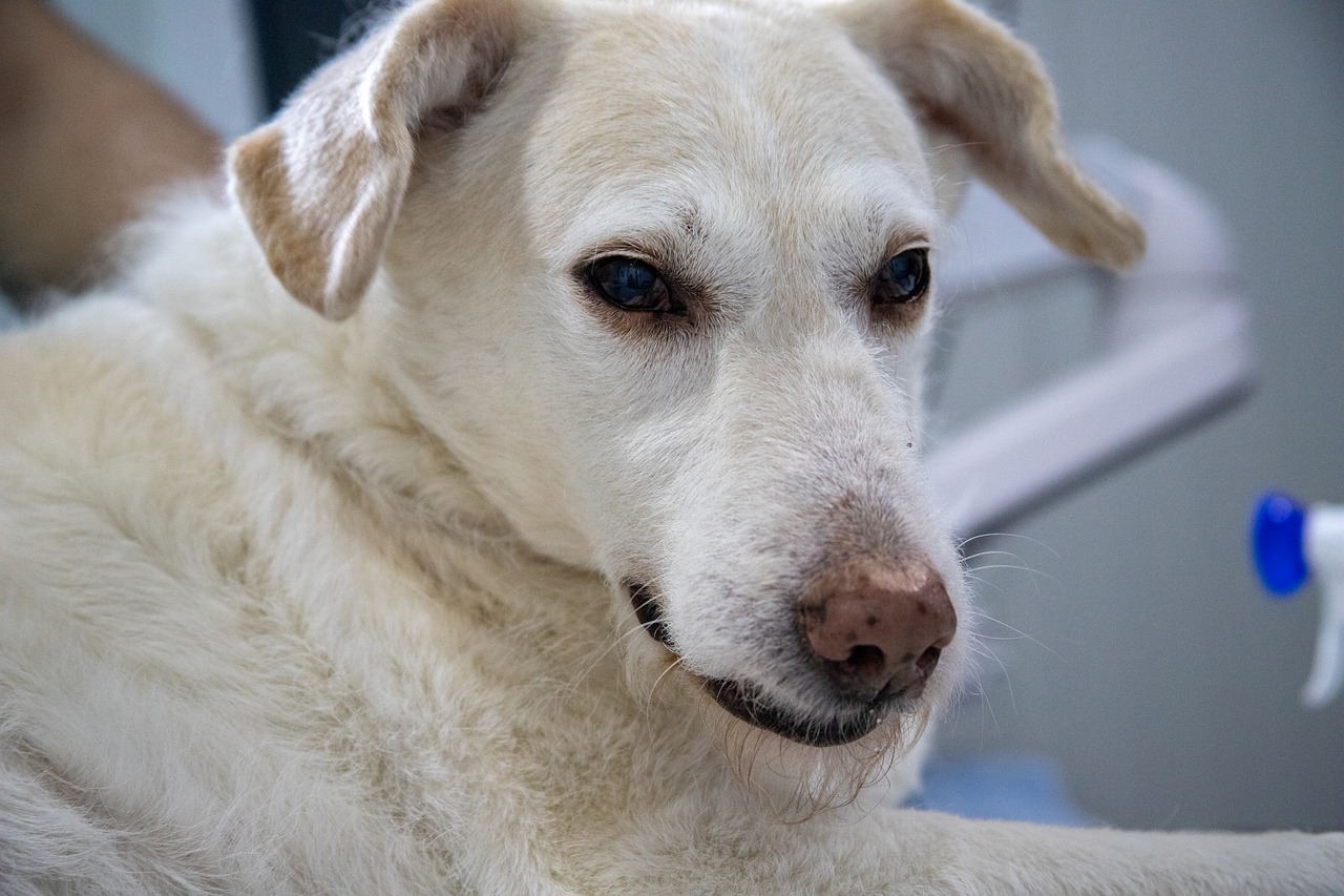 sacerdote a Messa con il cane malato