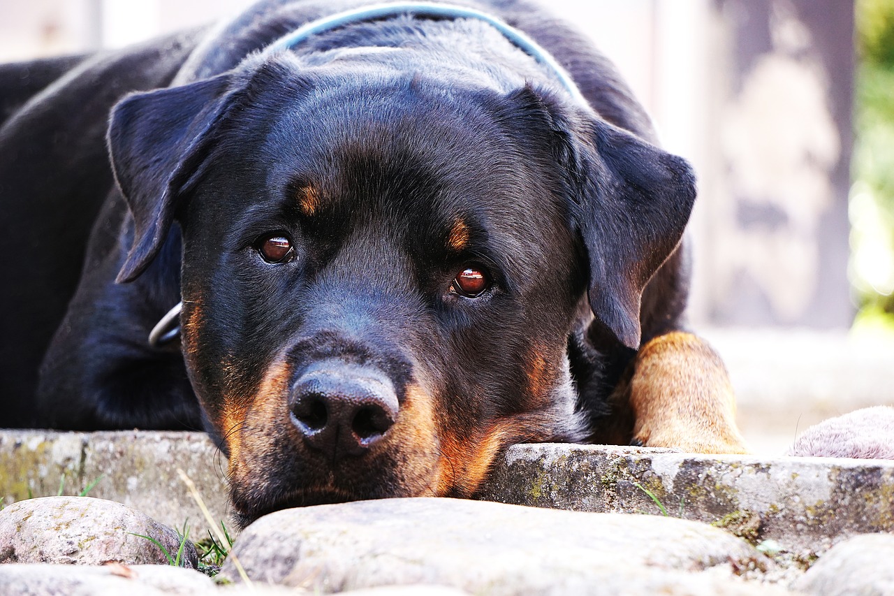 Picchia il cane: senzatetto di 46 anni denunciato