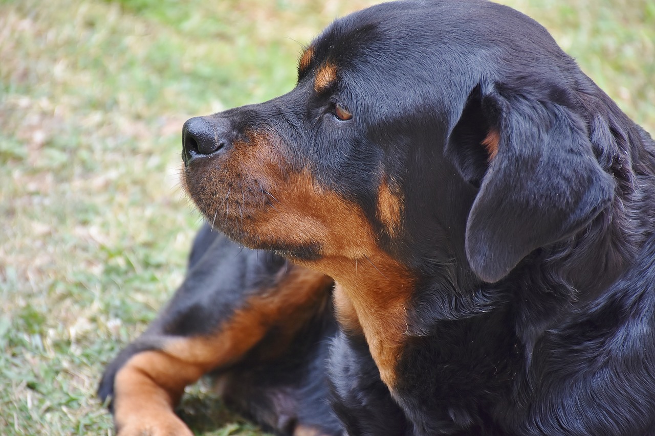 Picchia il cane: senzatetto di 46 anni denunciato 