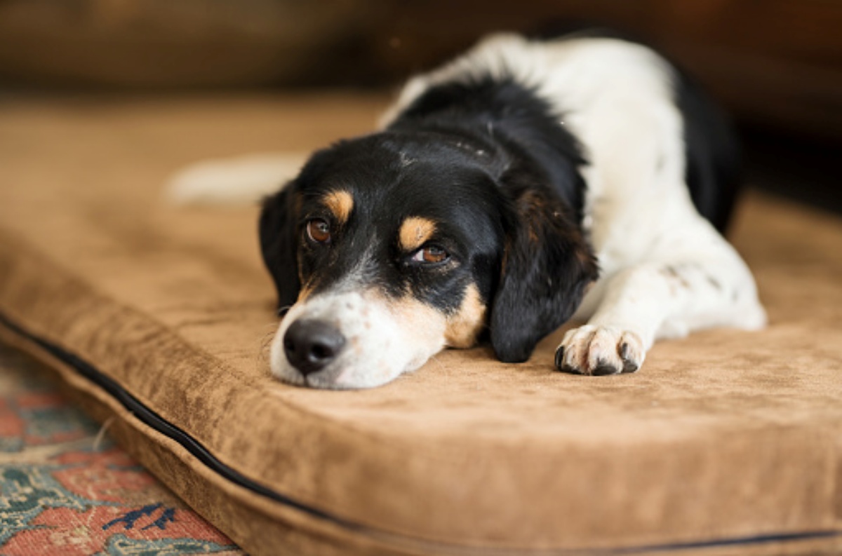 Tracheite nel cane