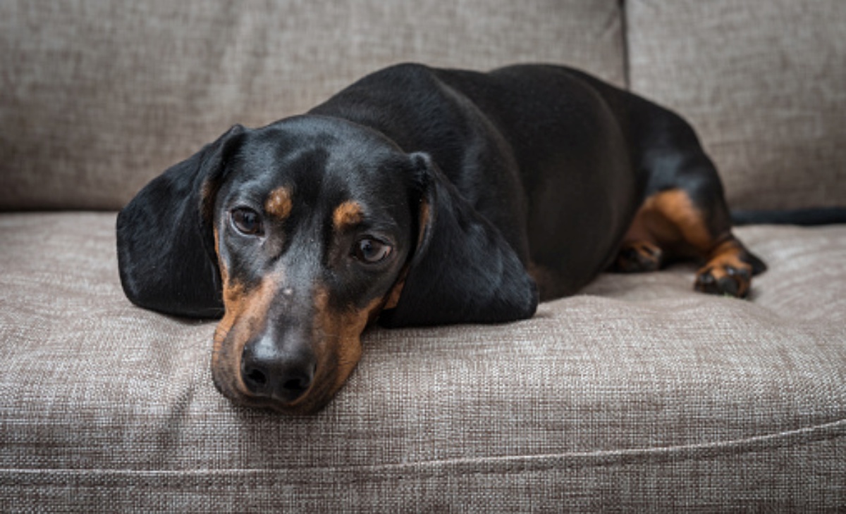 Tracheite nel cane