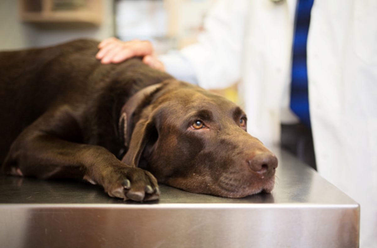 Tracheite nel cane