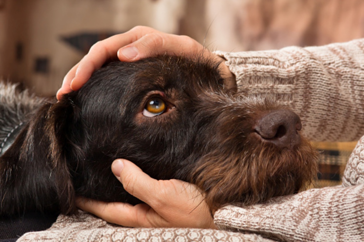 Muore improvvisamente sulle scale dell’abitazione: i suoi due cani vegliano il suo corpo e si rifiutano di lasciarlo