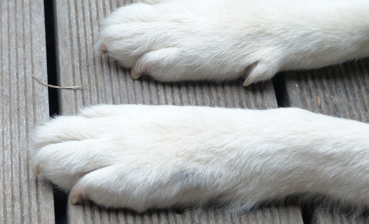 Uomo di 90 anni denunciato per uccisione di animali