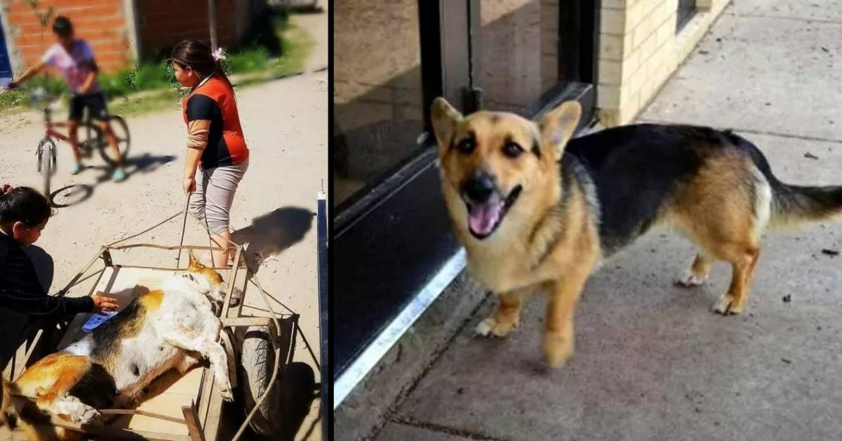 11enne compie un lungo viaggio per salvare la sua cagnolina