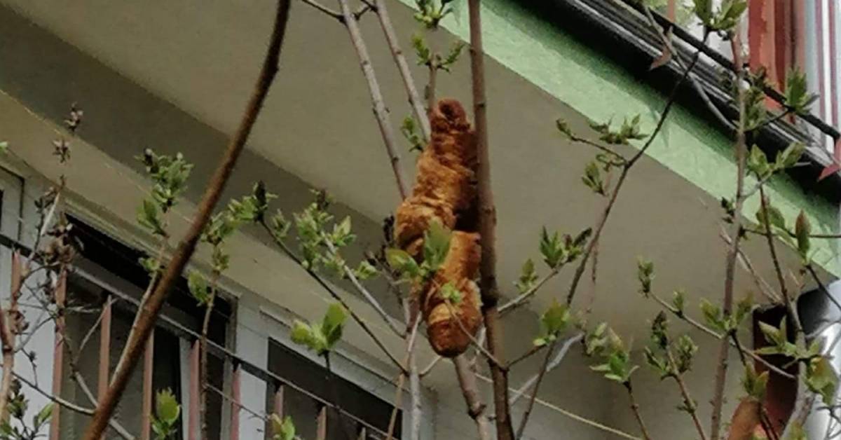 Animale misterioso intrappolato sull’albero: la sorpresa dei soccorritori