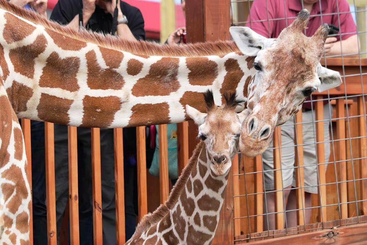 Morta la giraffa April
