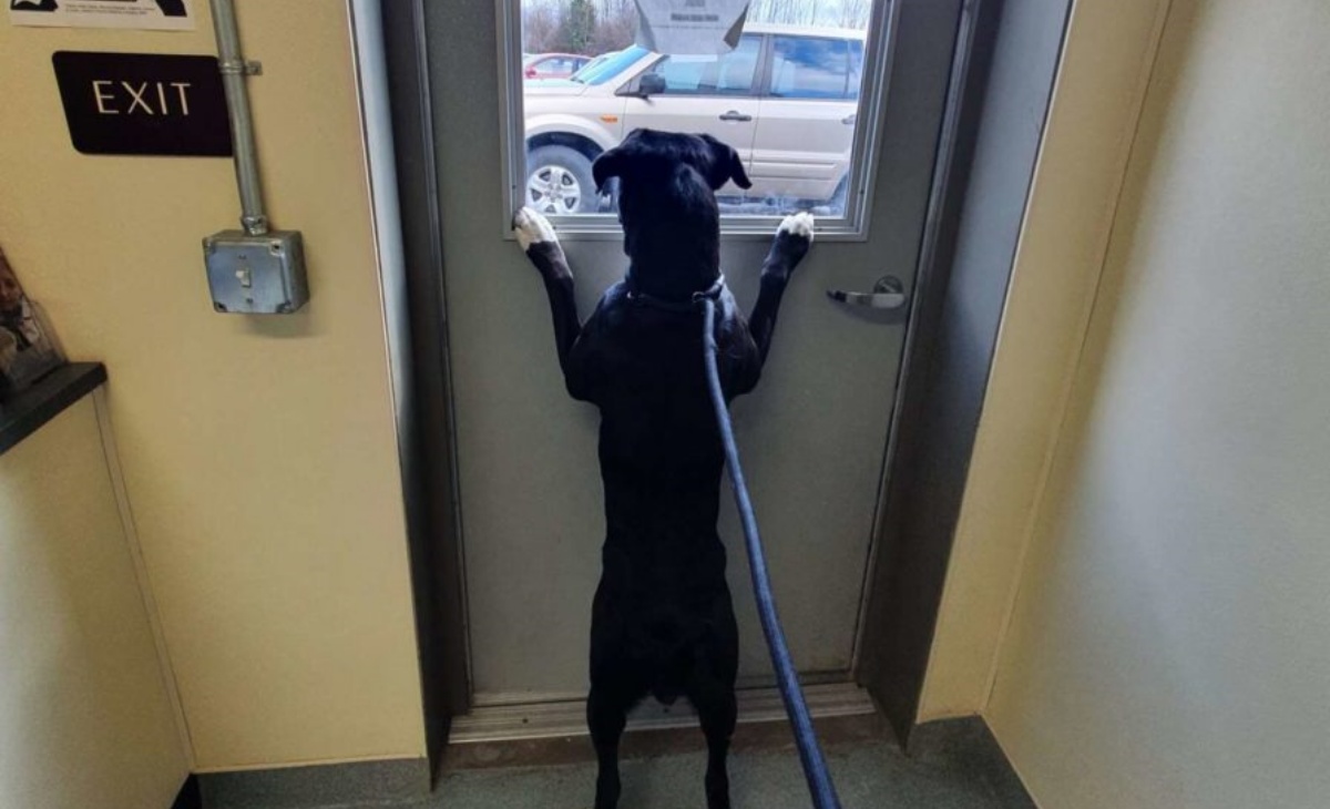 La storia del cane Baby