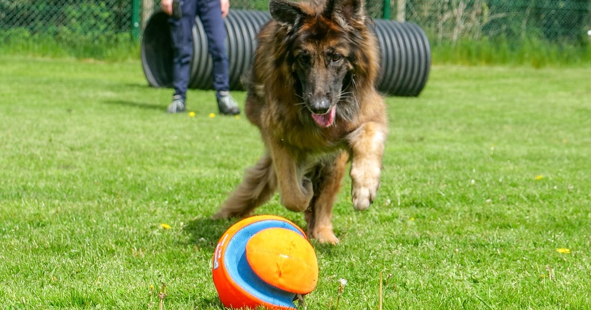 La nuova vita della cagnolina Bella