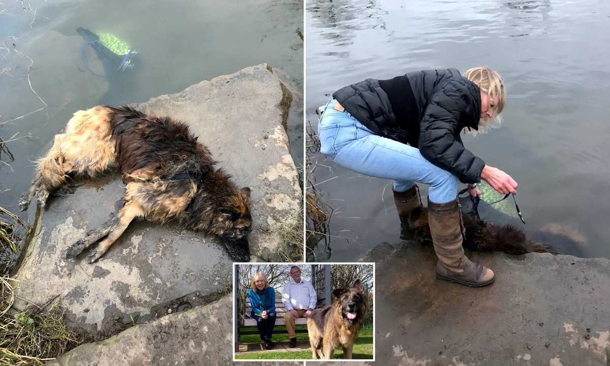 La nuova vita della cagnolina Bella 