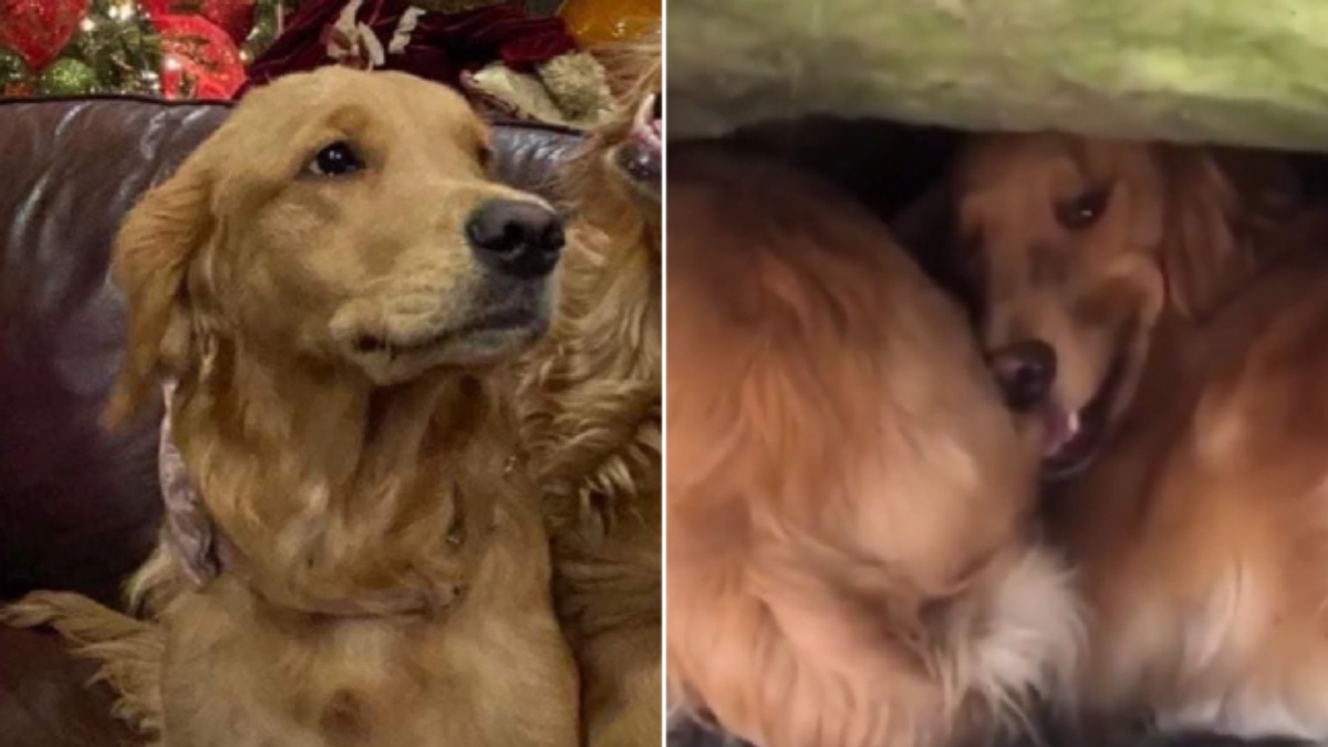 Il salvataggio del cane Brandy