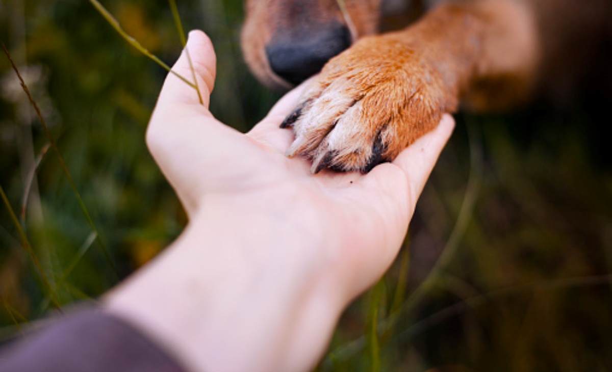 Il cane Buddie e la lapide nel parco