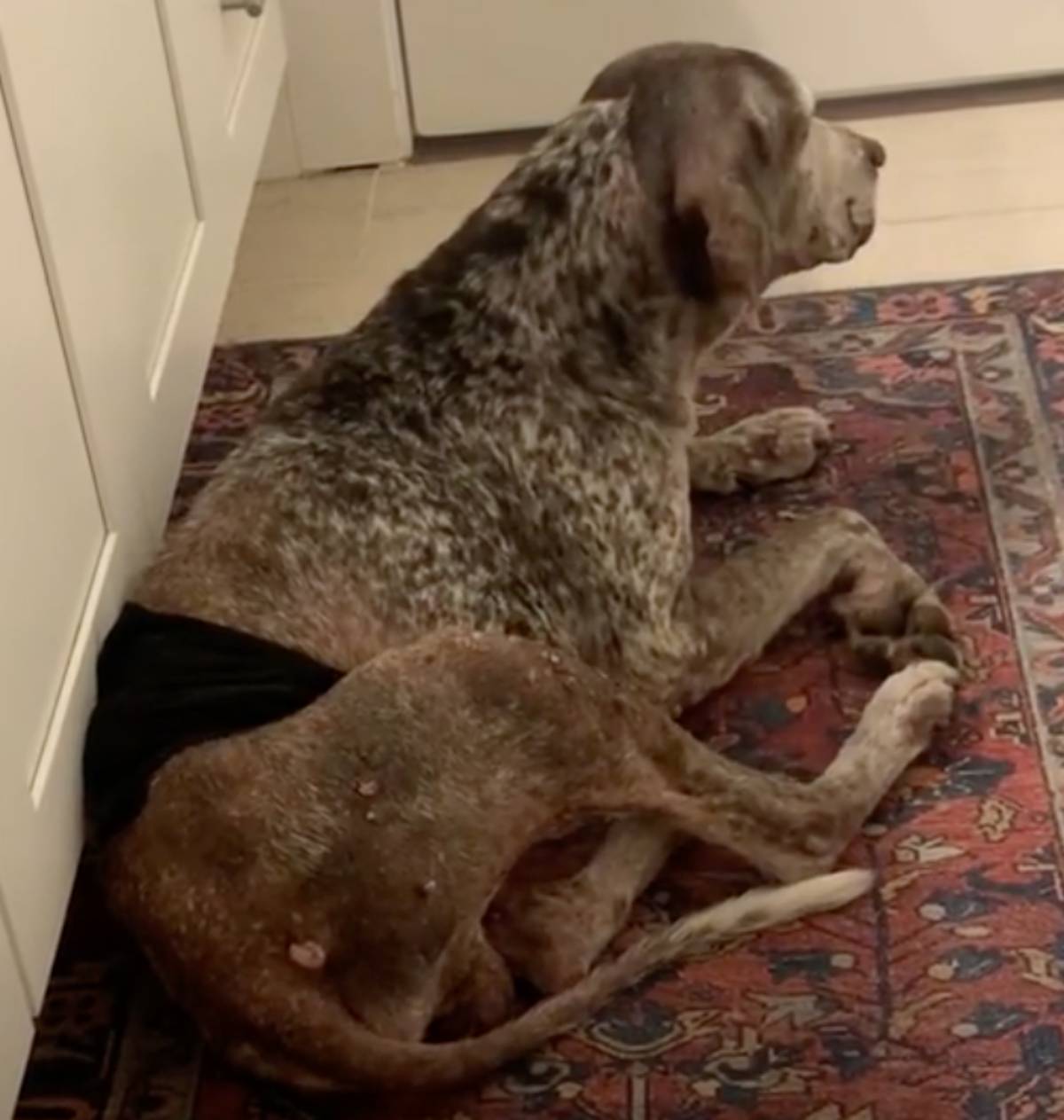 cane vecchio