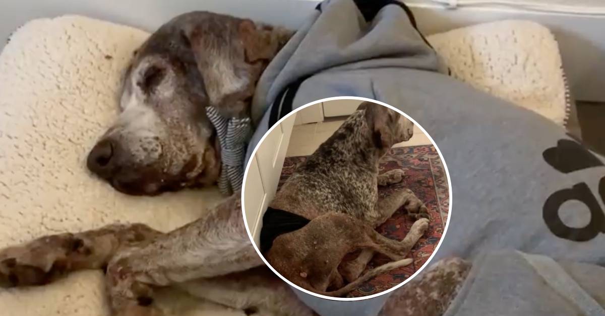 Cane di 12 anni salvato in extremis ritorna presto un cucciolo che ama giocare