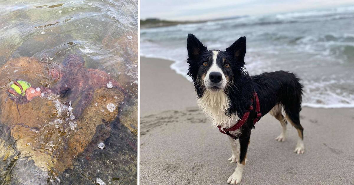 Cane guarda il polpo mentre gli ruba la pallina preferita