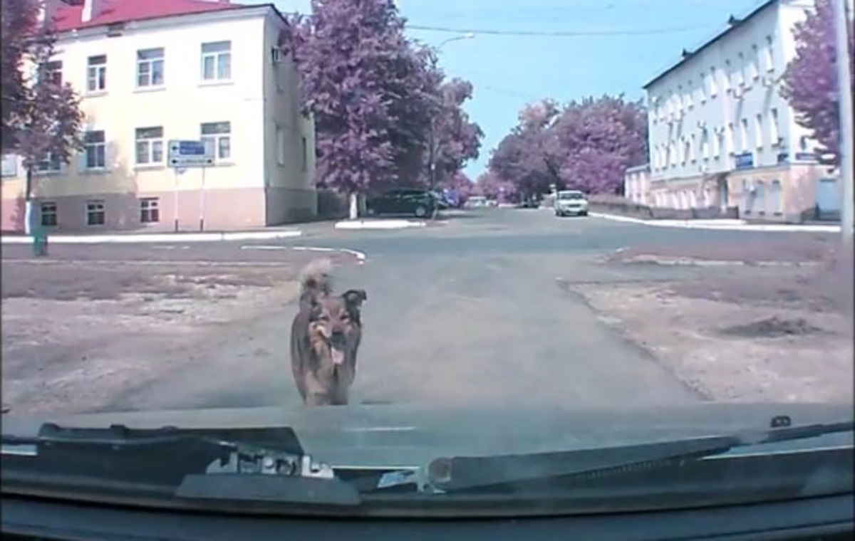 Il video del cane prima dell'incidente