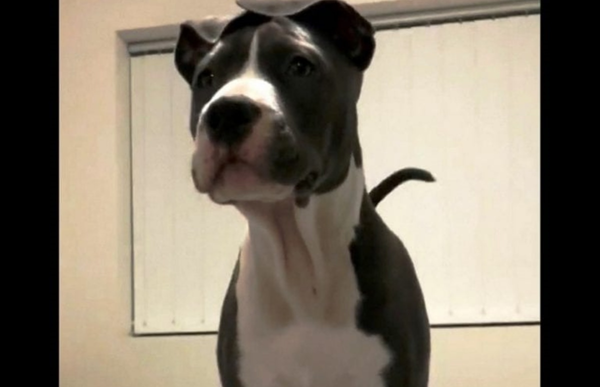Il simpatico video del cane che si vede allo specchio