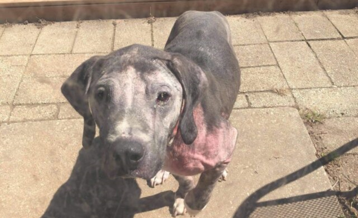 La storia del cane Capone