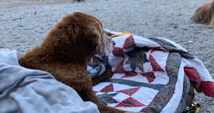Cocoa è morto, ma ricorderà per sempre i suoi ultimi istanti di vita, grazie alla sua meravigliosa famiglia