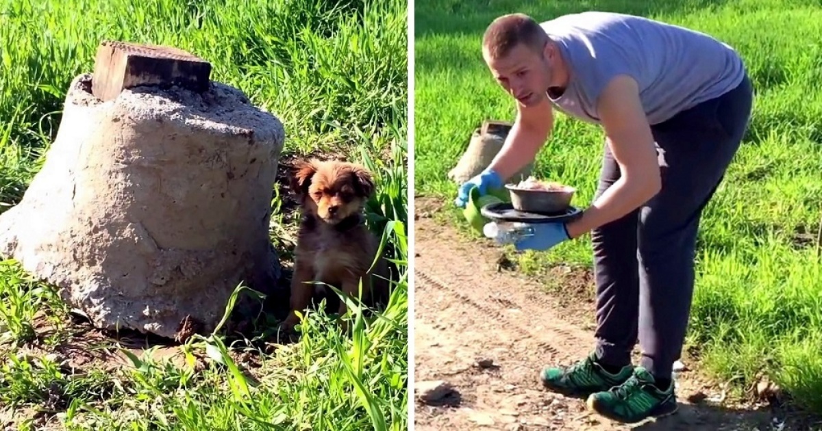 Volontario salva un cucciolo abbandonato e i suoi fratellini