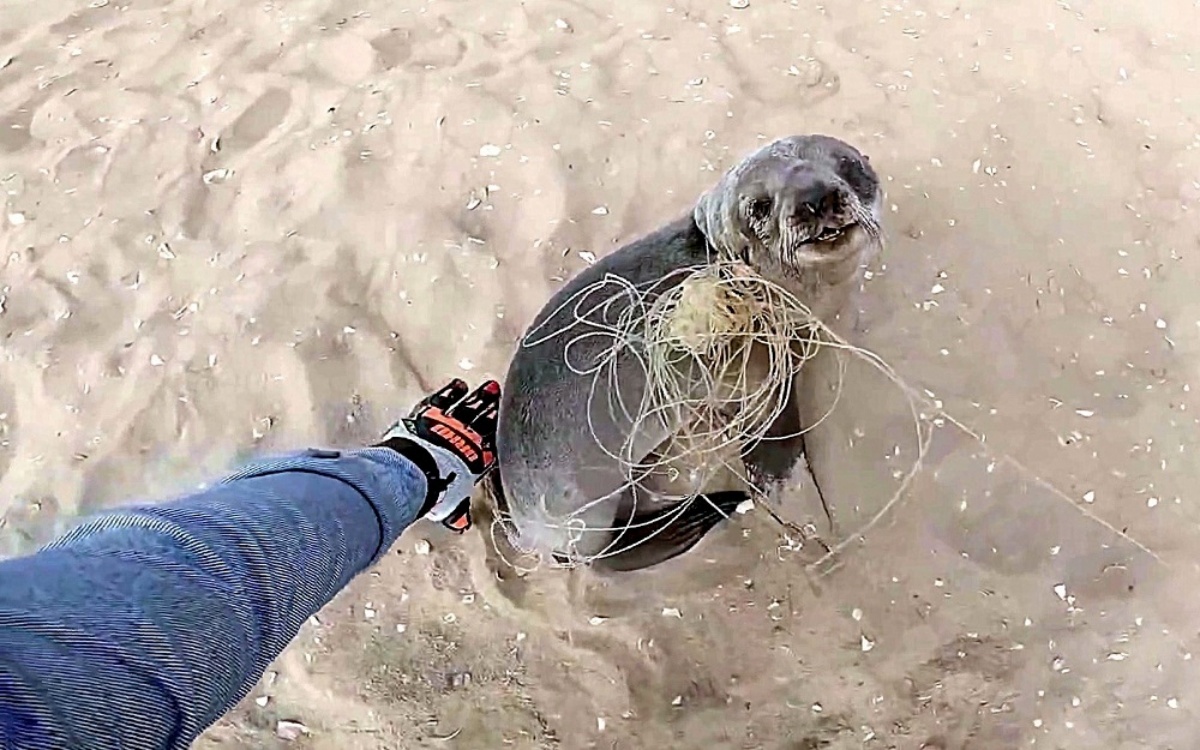 La dolce reazione di un cucciolo di foca salvato dai volontari