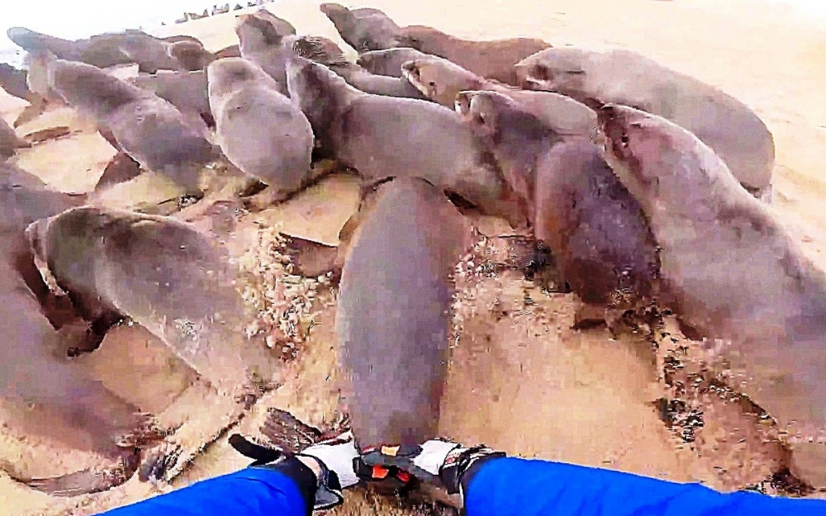 La dolce reazione di un cucciolo di foca salvato dai volontari