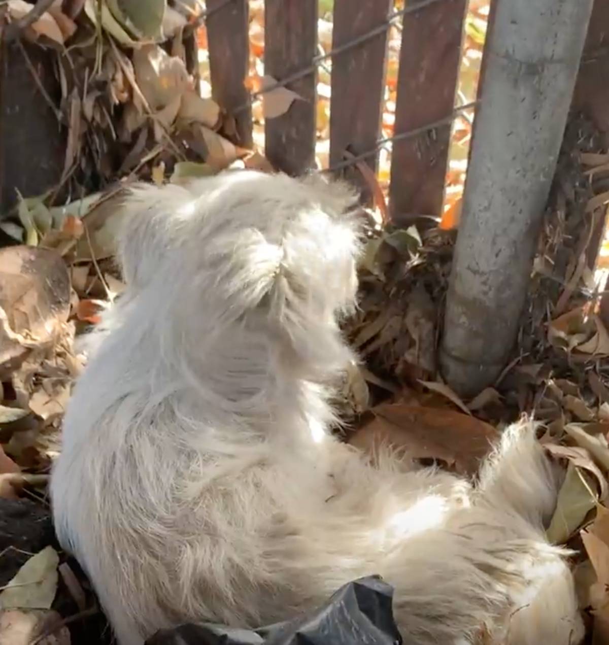 cagnolina