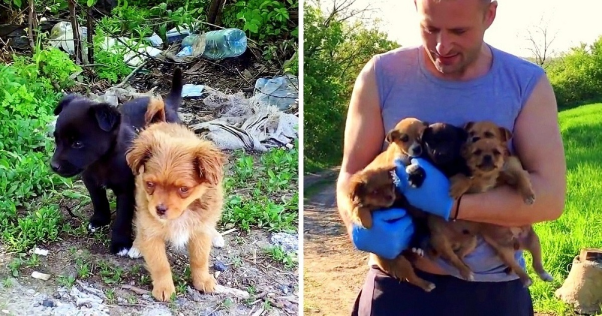 Volontario salva un cucciolo abbandonato e i suoi fratellini