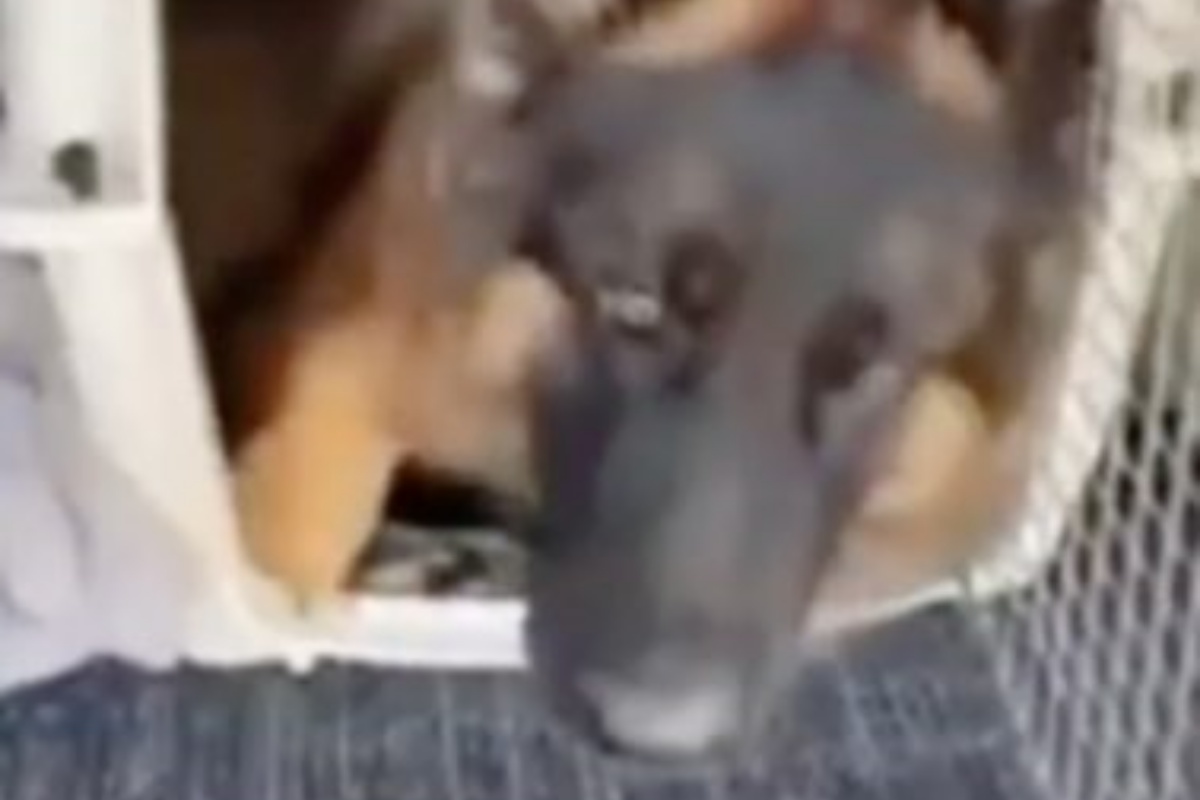 Il cane Denver diventa virale in tutto il mondo