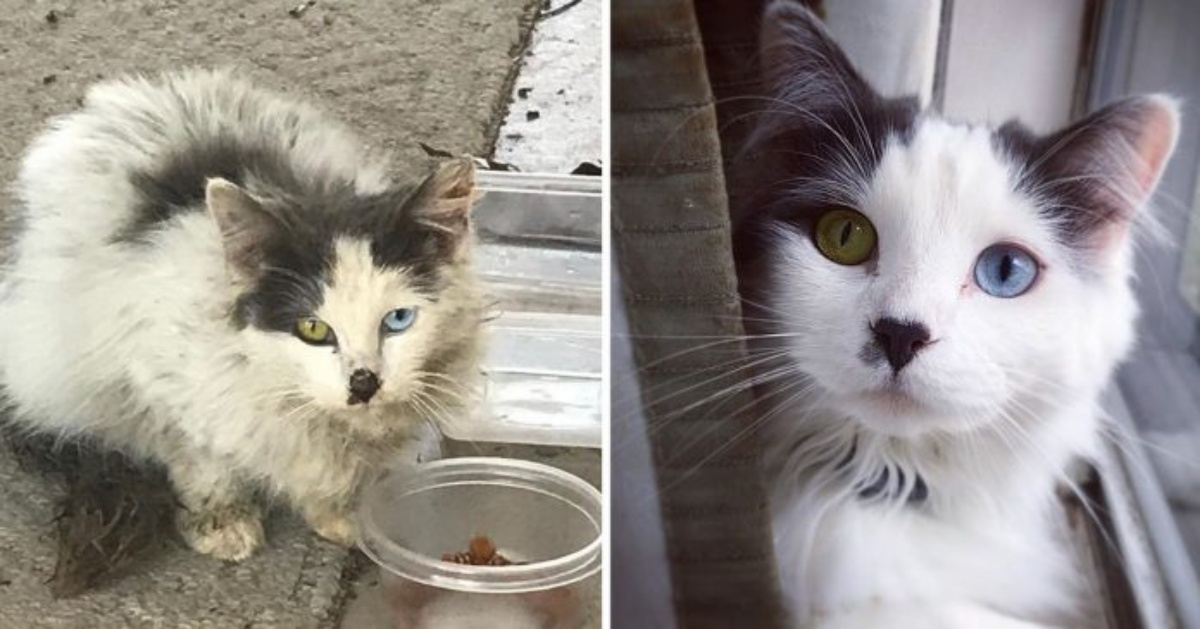 Il salvataggio e l'adozione di Fluffy
