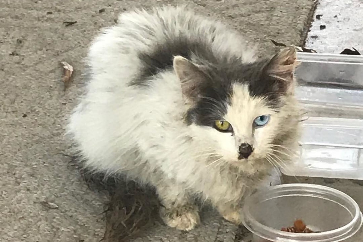 Il salvataggio e l'adozione di Fluffy
