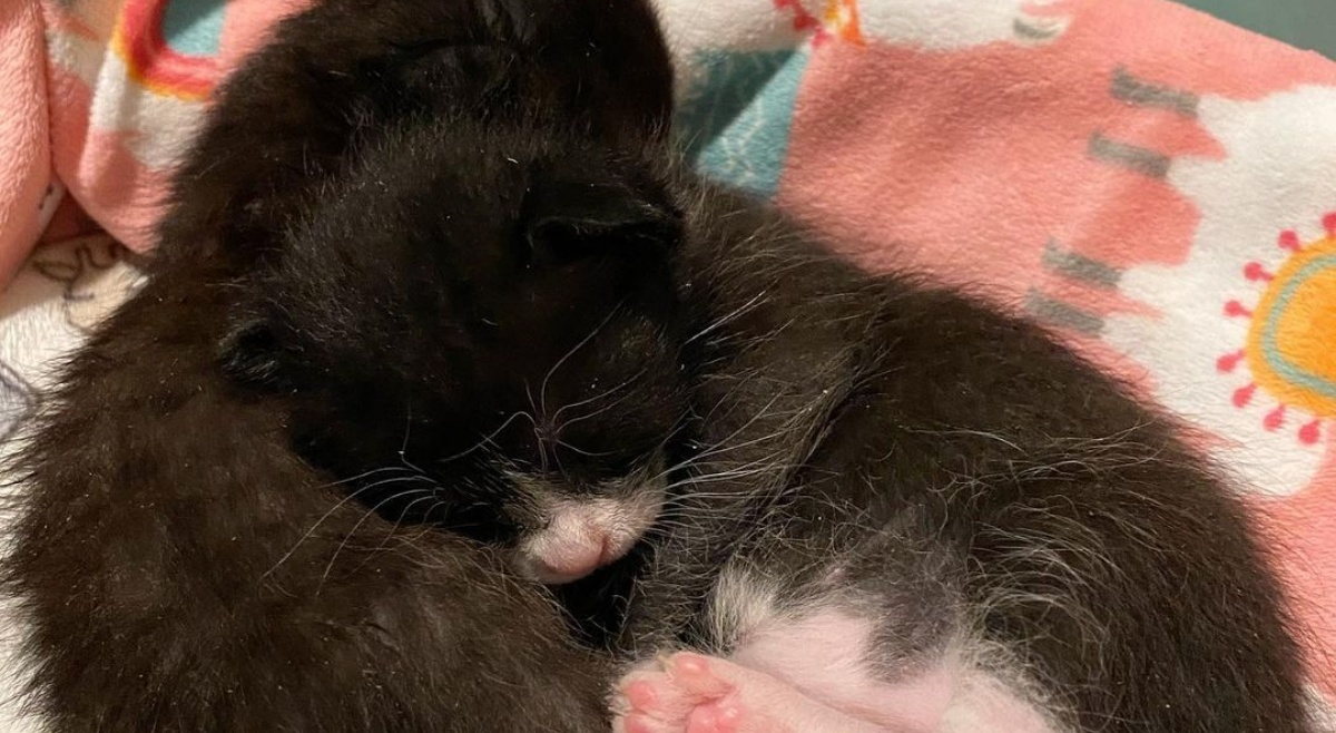 La dolcezza del gattino Frodo