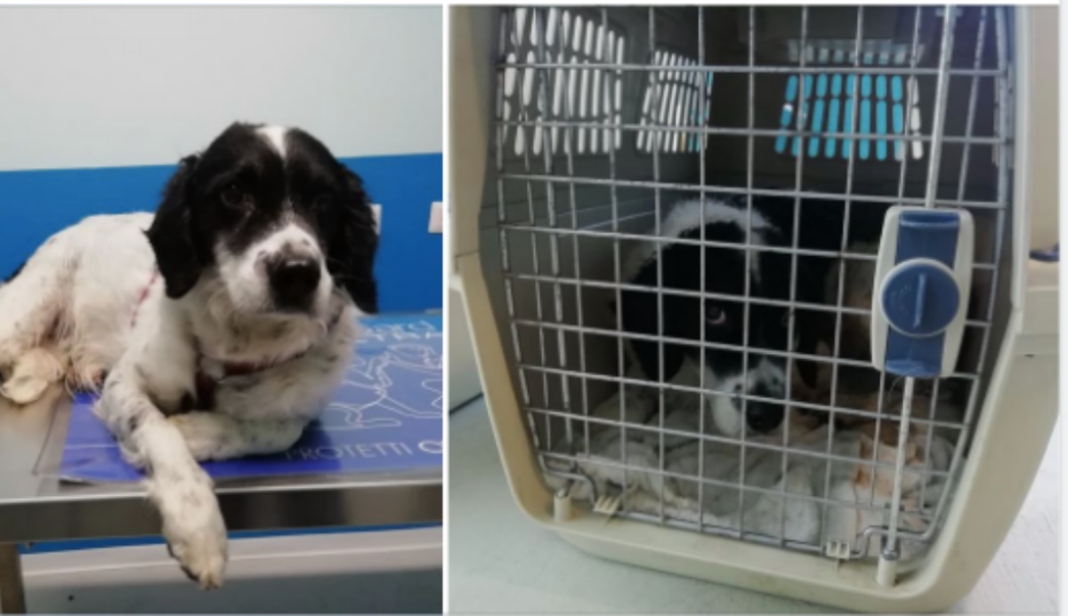 “Hanno lasciato segni indelebili nella sua mente, trasformando il suo sorriso in puro terrore quando qualcuno si avvicina troppo”, la triste storia del cane Gordon