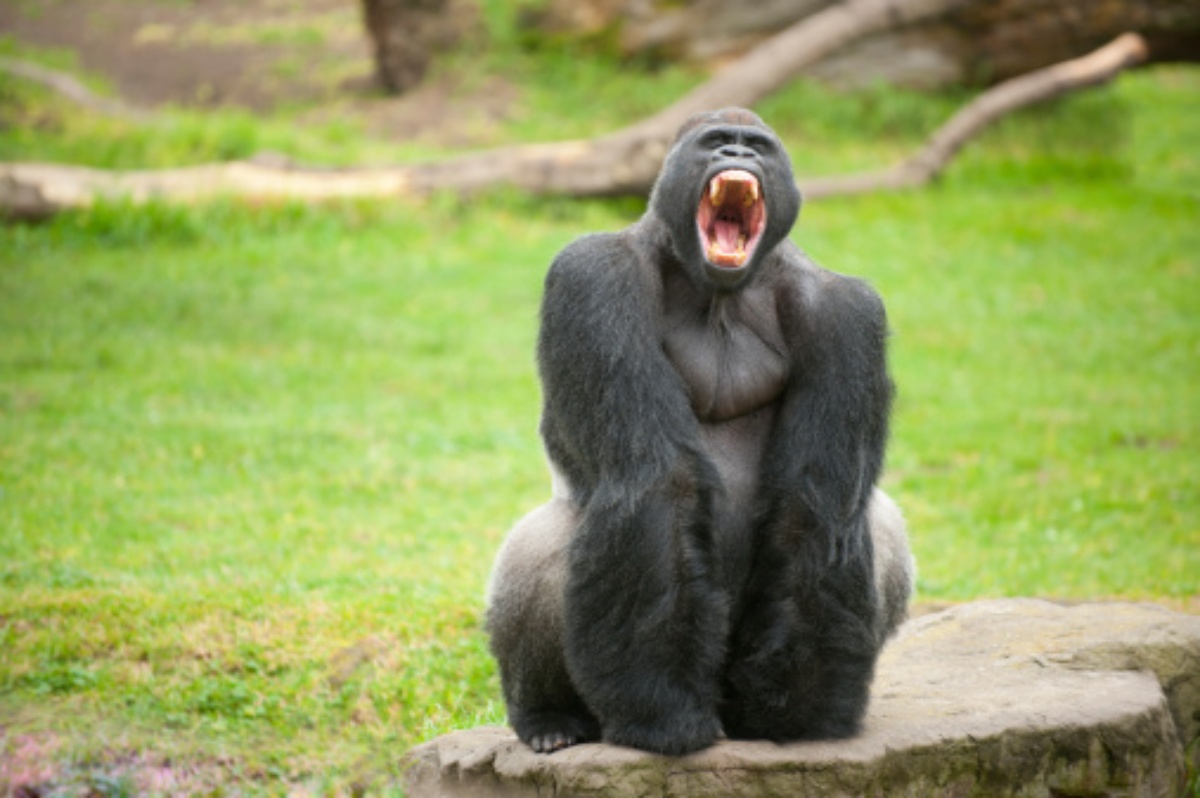 Perché i gorilla battono i pugni sul petto