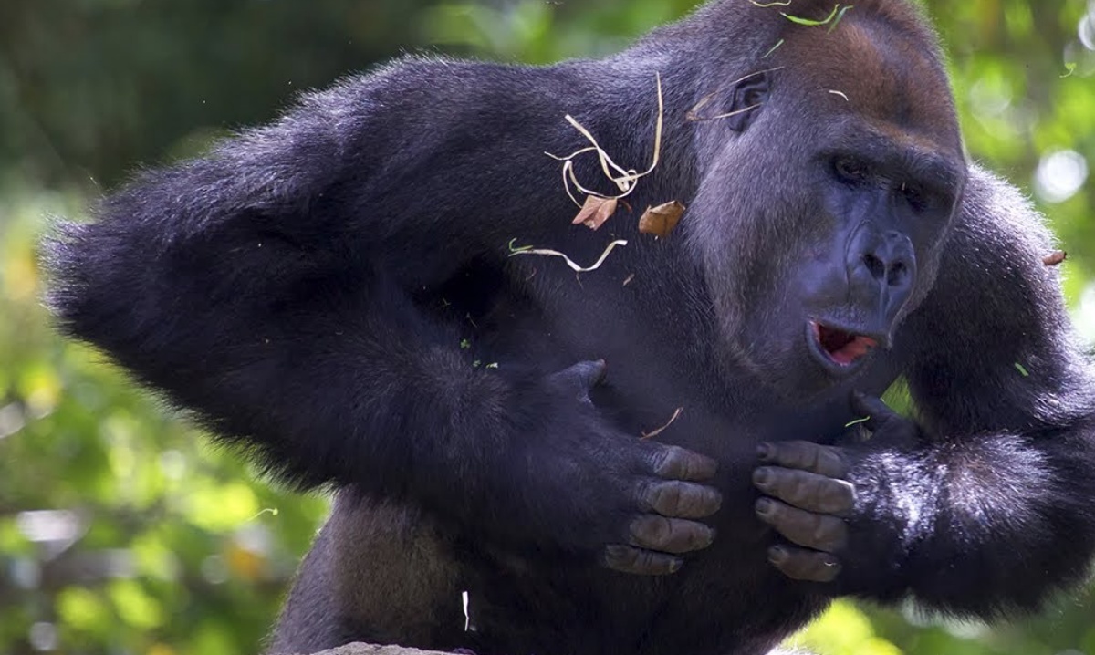 Perché i gorilla battono i pugni sul petto 