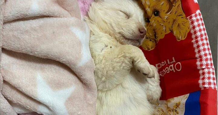 La cucciola gettata da un'auto in corsa a Menfi sta meglio. I volontari l'hanno anche "battezzata": ecco come si chiama e tutte le foto
