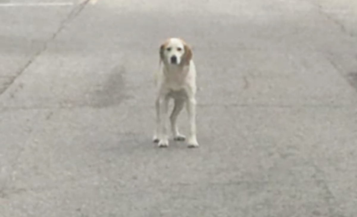 La simpatica storia del cane Ike